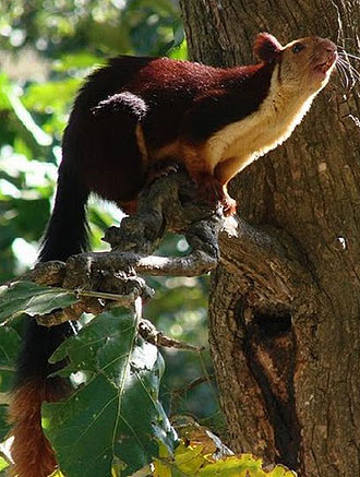 Squirrel